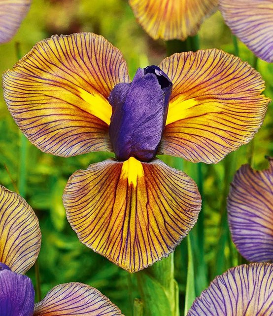 Iris 'Eye of the Tiger' Schwertlilie - Bild 1