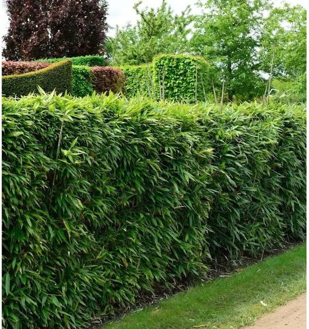 Pfeilbambus Pseudosasa japonica grüne Kübelpflanze für den Außenbereich, Höhe: 80-100 cm - Bild 1