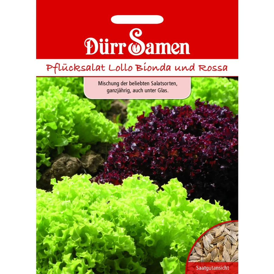 Dürr Pflücksalat Lollo Mischung Bionda + Rossa Saatgut 500 g - Bild 2