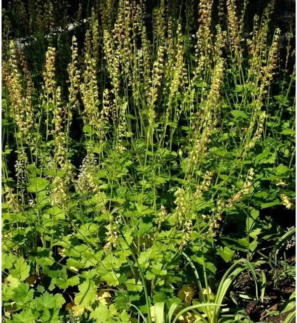 Tellima grandiflora Falsche Allraunwurzel als grüner Bodendecker für die Unterpflanzung von Gehölzen - Bild 1