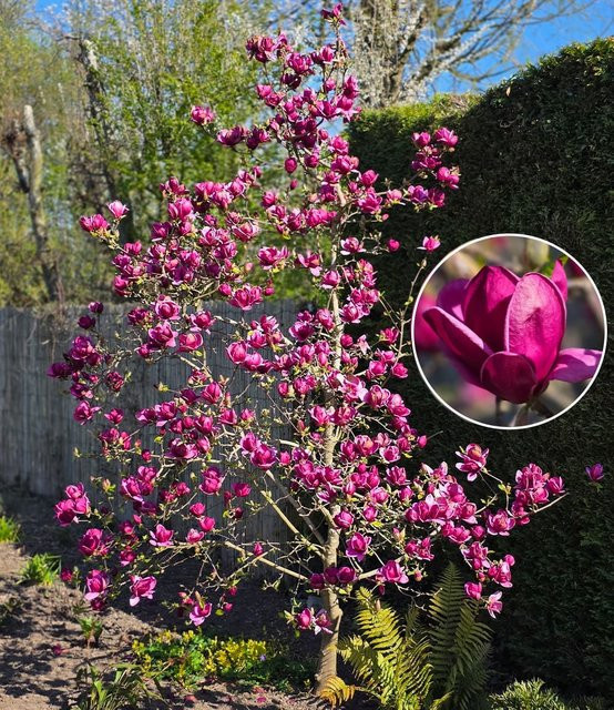 Magnolie Genie® - Bild 1