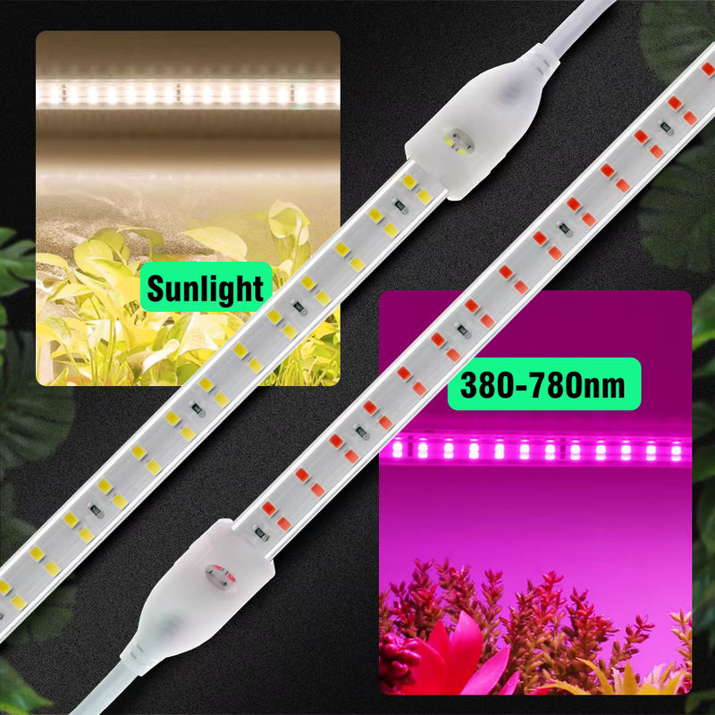GRAXGROW LED-Pflanzenlichtstreifen mit zweireihigen SMD-Lampenperlen, 12 W/m, wasserdichter Grow Light für Gewächshäuser, Weiß - Bild 3