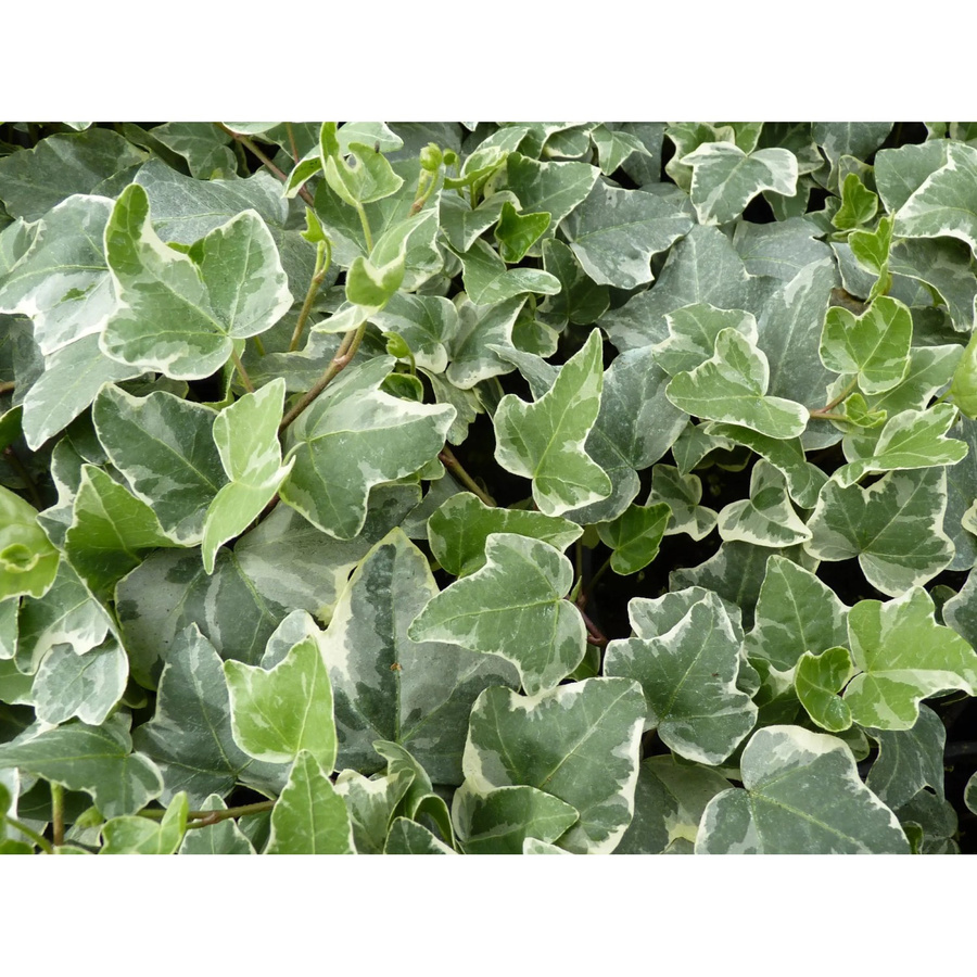 Hedera helix Efeu Glacier als Kletterpflanze im Topf mit einem Durchmesser von 9 cm - Bild 2
