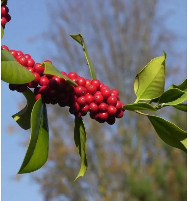 Fruchtende Stechpalme Ilex aquifolium in Grün und Rot, Höhe: 60-80 cm - Bild 1