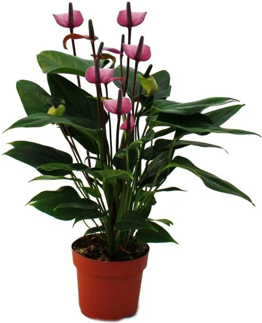 Exotenherz Anthurium Andreanum Flamingoblume in Lila/Violett im 12cm Topf - Bild 1