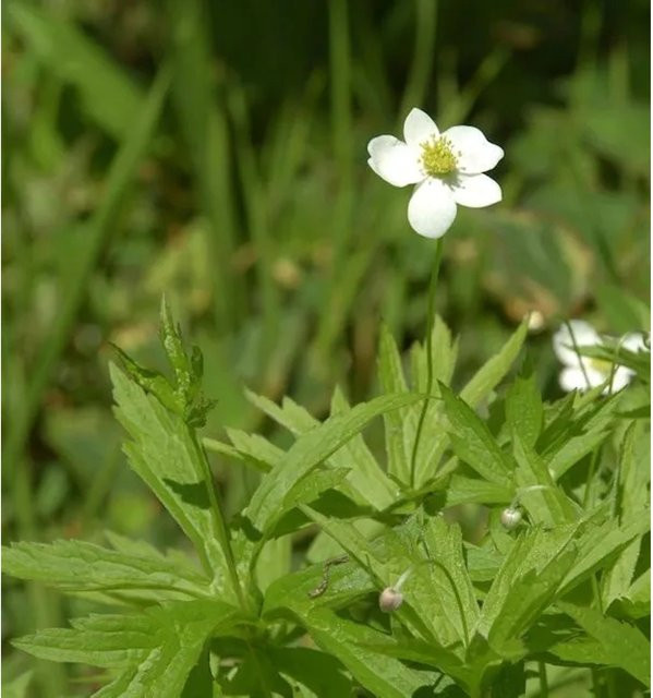 Missouri Windröschen Anemone virginiana weiße Staude für den Garten - Bild 1