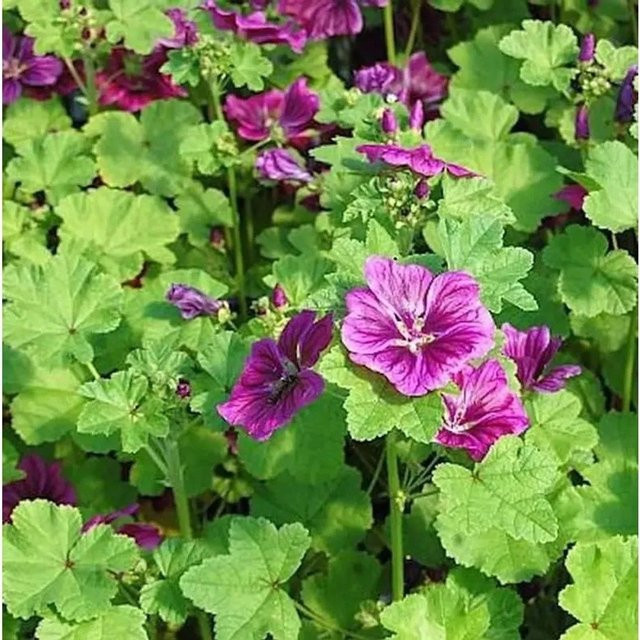 Algier Malve Malva sylvestris lila Staude von Nr-01.de - Bild 1