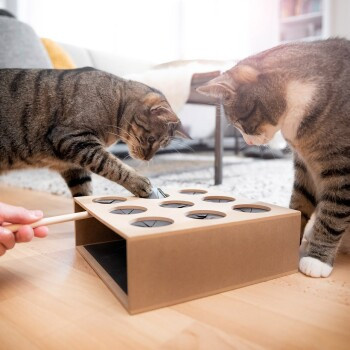 Canadian Cat Company Katzenspielzeug Fang die Maus - Bild 2