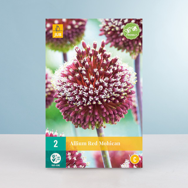 Allium Red Mohican Zwiebeln von BLUME2000 (2 Stück) - Bild 1