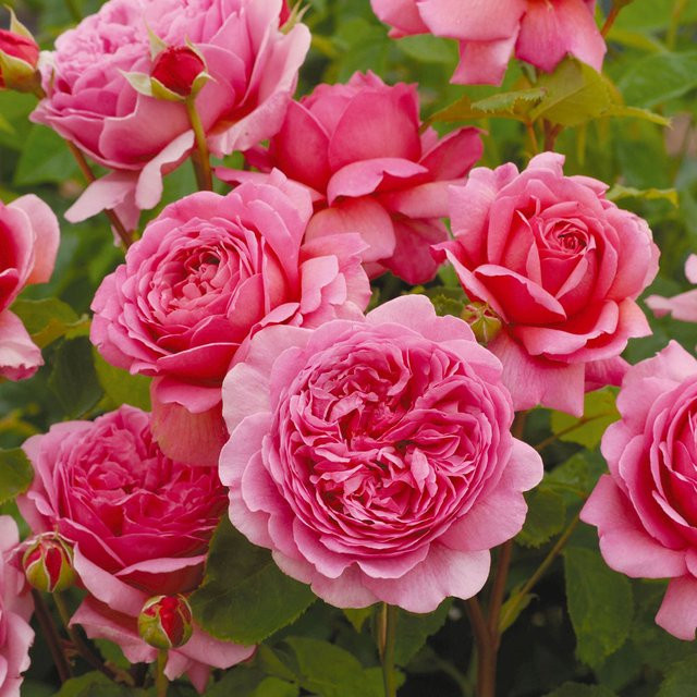 David Austin Rose Princess Alexandra of Kent in Rosa als Zierstrauch - Bild 1