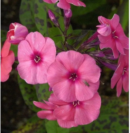 Hohe Flammenblume Phlox paniculata Jeffs Pink als Beetpflanze und Schnittblume in Pink