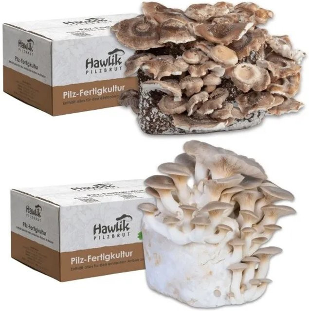 Hawlik Pilzbrut Pilzzuchtset-Bundle mit Bio Shiitake und Bio Kräuterseitling Pilzkultur für die Pilzzucht zu Hause - Bild 1