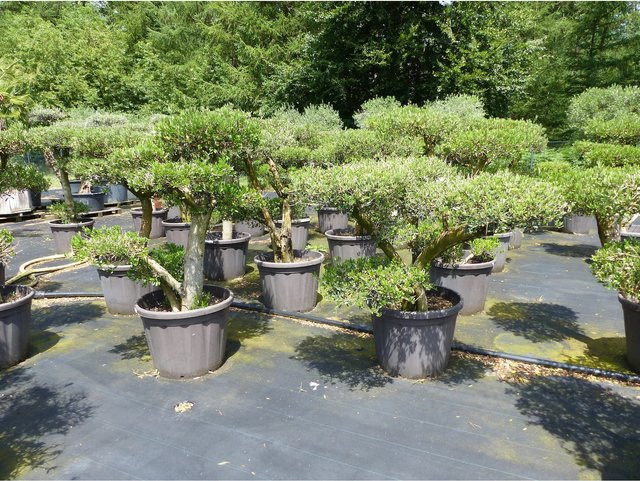 Winterharte Olivenbaum Olea Europaea als Bonsai in Pon Pon Form, Höhe: 130 - 180 cm - Bild 1