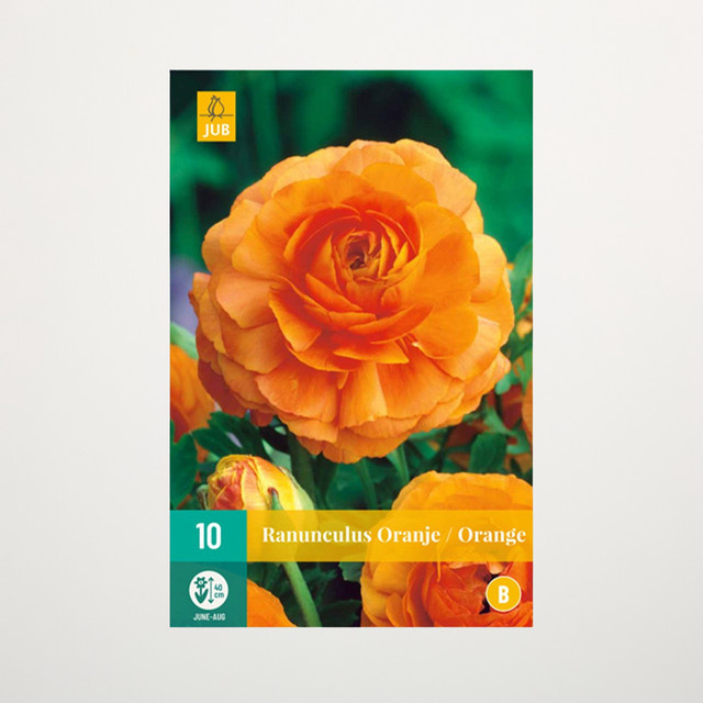 Ranunkel Knollen in Orange von BLUME2000, 10 Stück - Bild 1