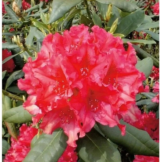 Rhododendron Mrs. P. den Ouden Alpenrose in Pink, Topfpflanze 25-30 cm - Bild 1