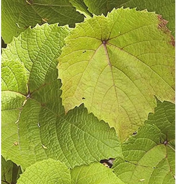 Vitis coignetiae Kletterpflanze Rostrote Rebe, Höhe: 60-80 cm - Bild 1