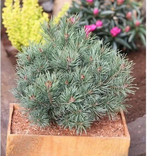 Blaue Zwerg Kiefer Martham Pinus sylvestris von Nr-01.de in Blau und Grün, Höhe: 40-60 cm - Bild 1
