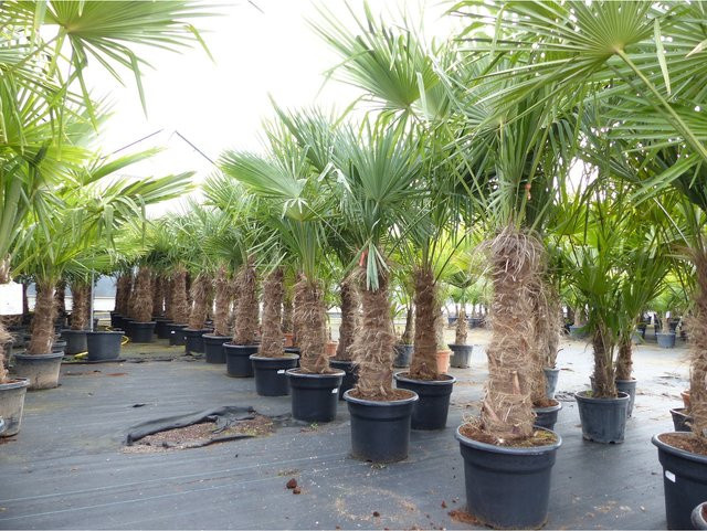 Trachycarpus fortunei Hanfpalme von Grünwaren, winterhart bis -18°C, Stammhöhe: 70 - 100 cm, Gesamthöhe: 210 - 250 cm - Bild 1