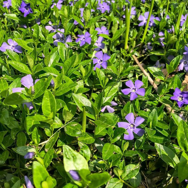 12er Set Vinca Immergrün in Violett von Mein schöner Garten Shop - Bild 1