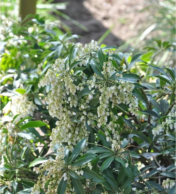Japanische Lavendelheide Little Amely Pieris japonica Zierstrauch in Weiß und Grün, Höhe: 25-30 cm - Bild 1