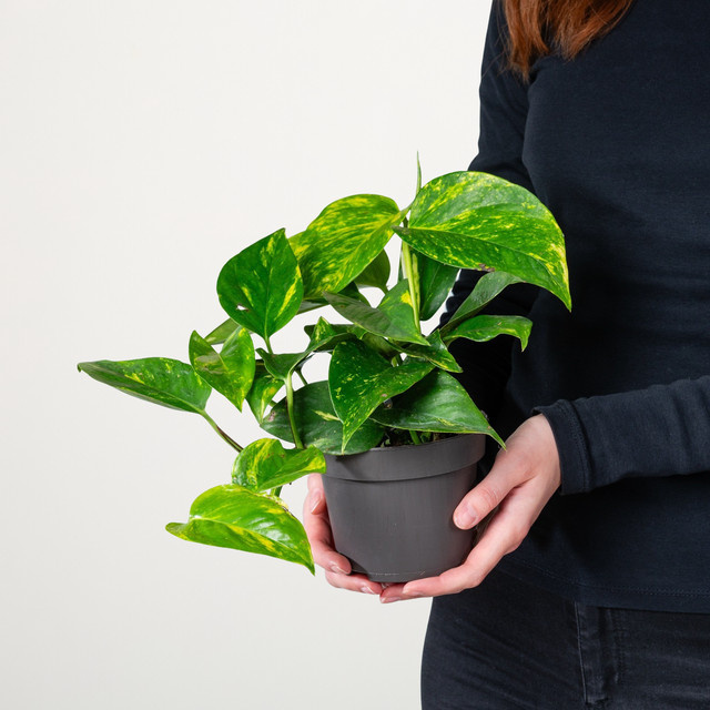BIO Efeutute Pinnatum von BLUME2000 in Grün mit herzförmigen Blättern - Bild 1