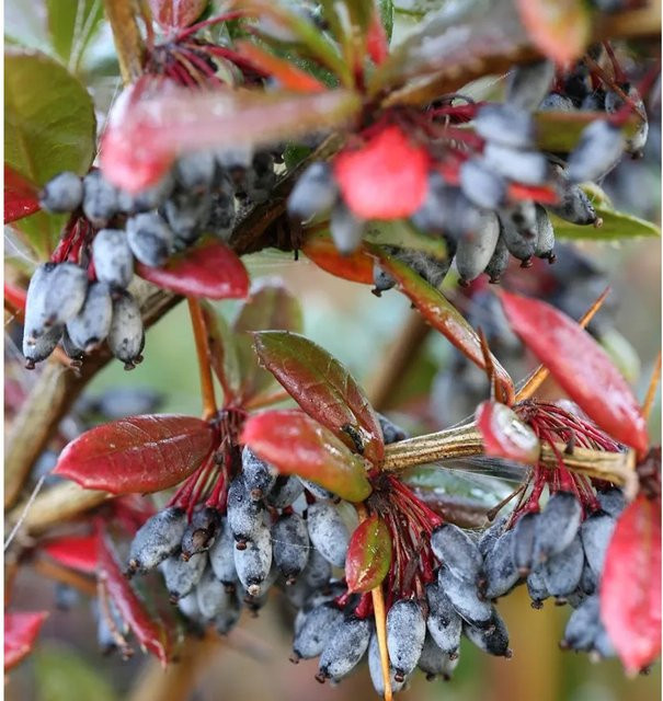 Großblättrige Berberitze Berberis julianae als grüner Strauch für deinen Garten, Höhe: 100-125 cm - Bild 1