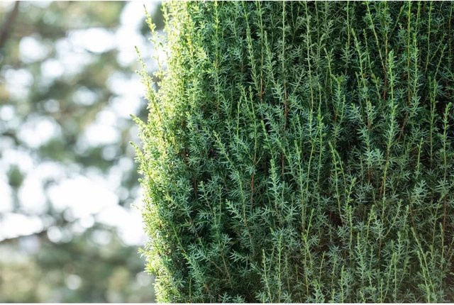 Juniperus communis Suecica Wacholder als grüne Heckenpflanze für den Garten, Höhe: 40-60 cm - Bild 1