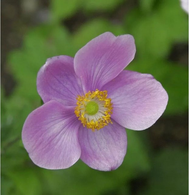 Anemone japonica Herbstanemone als mehrjährige Stauden für Beet und Schnittblumen von Nr-01.de - Bild 1