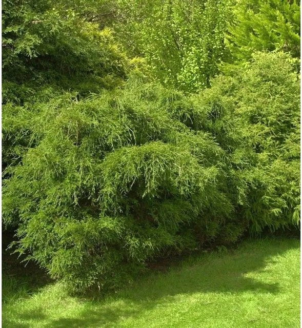 Zwergmooszypresse Chamaecyparis pisifera als grüne Kübelpflanze von Nr-01.de - Bild 1