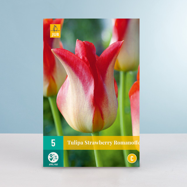 Lilienblütige Tulpe Strawberry Romanoff von BLUME2000, 5 Blumenzwiebeln - Bild 1