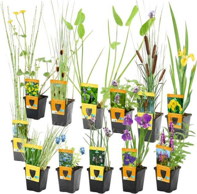 Vdvelde Teichpflanzen Überraschungsset mit 12 winterharten aquatic Pflanzen in Multicolor für deinen Gartenteich - Bild 1
