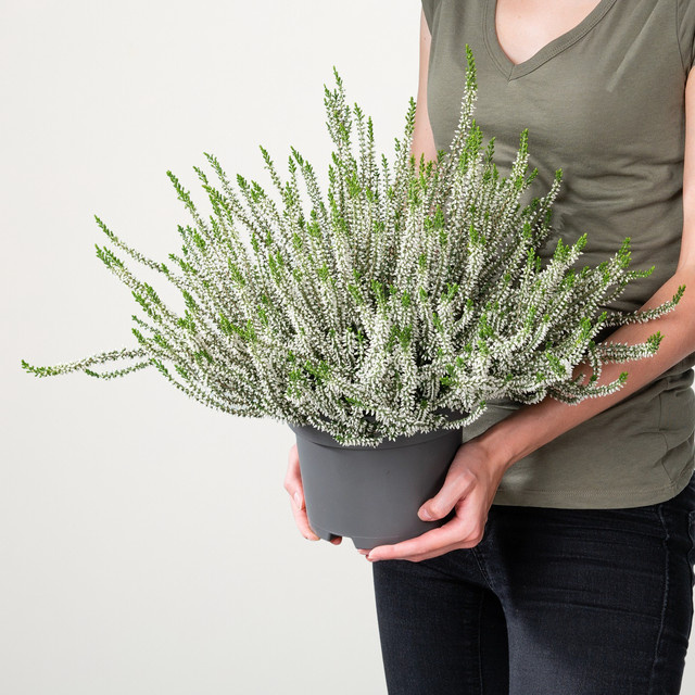 Besenheide Beauty Lady Calluna vulgaris von BLUME2000 in Weiß - Bild 1