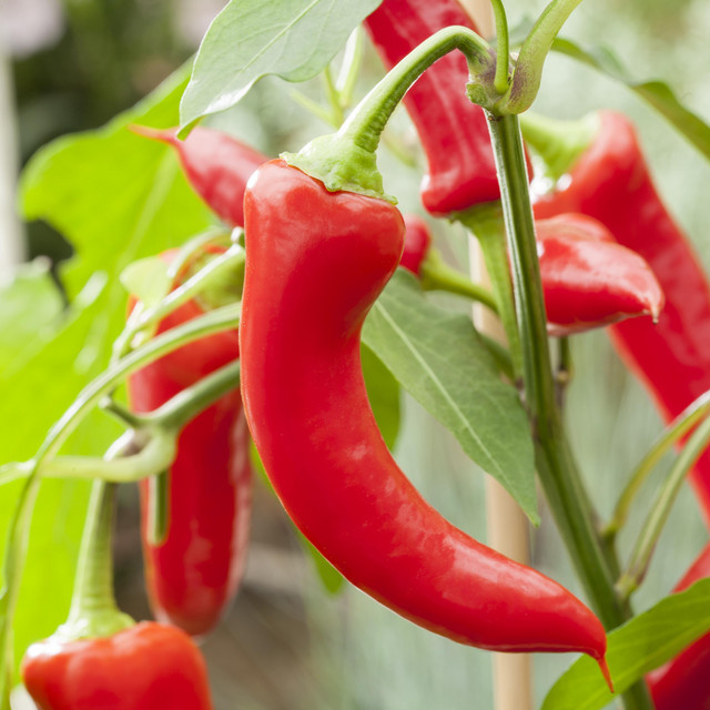 BIO Bullhorn Chili Panama von BLUME2000 - Bild 1