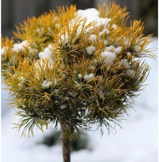 Hochstamm Berg Kiefer Winter Gold Pinus mugo von Nr-01.de in Gelb/Gold - Bild 1