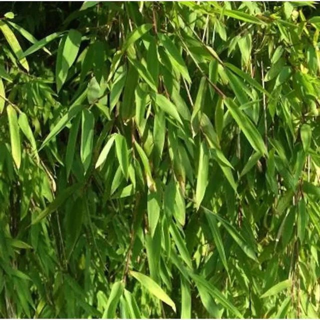 Fargesia Jiuzhaigou-1 Gartenbambus als grüne Heckenpflanze für den Außenbereich, Höhe: 125-150 cm - Bild 1