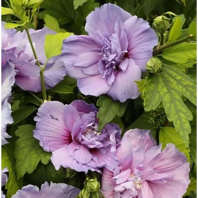 Hibiscus Blue Chiffon Hochstamm Eibisch in Blau, Höhe: 60-80 cm - Bild 1