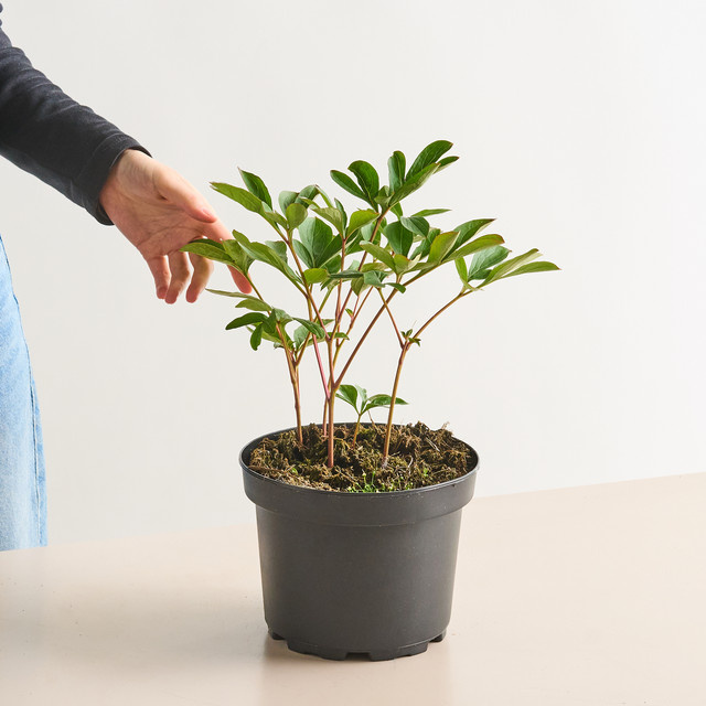 Pfingstrose Paeonia in Rosa im Topf von BLUME2000 - Bild 1