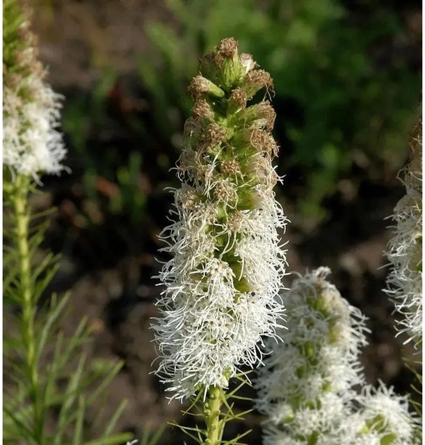 Liatris spicata Prachtscharte Floristan Weiß - Mehrjährige Beet- und Schnittblumenpflanze von Nr-01.de - Bild 1