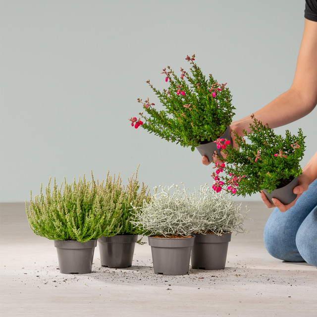 BLUME2000 Balkon-Mix mit Glöckchenheide, Besenheide und Stacheldraht, 6 Stück - Bild 1