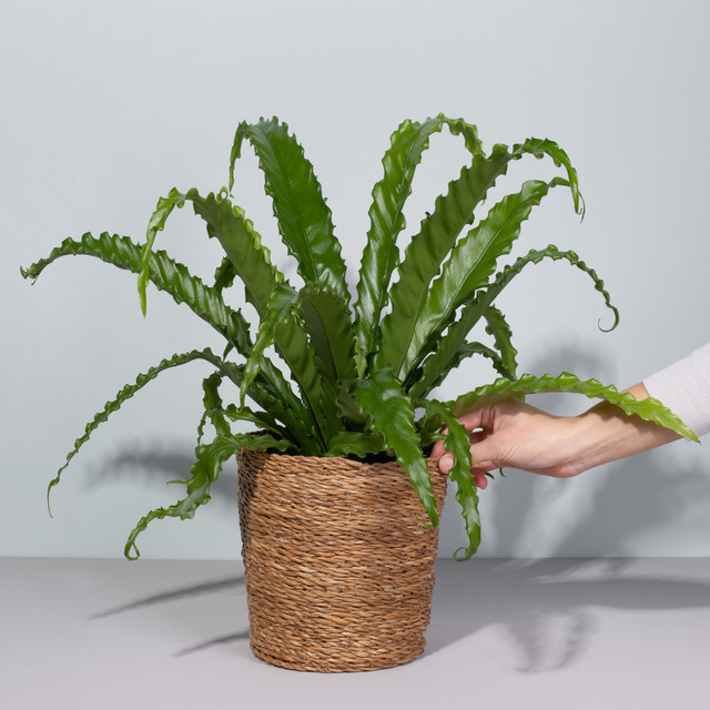 Asplenium Osaka Farn in Grün von BLUME2000 - Bild 1