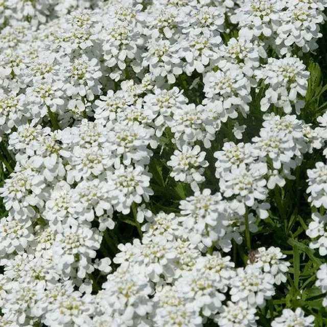 6er Set Arborix Schleifenblume Schneeflocke Iberis sempervirens, weiß, immergrün, Topfgröße 9 cm - Bild 1