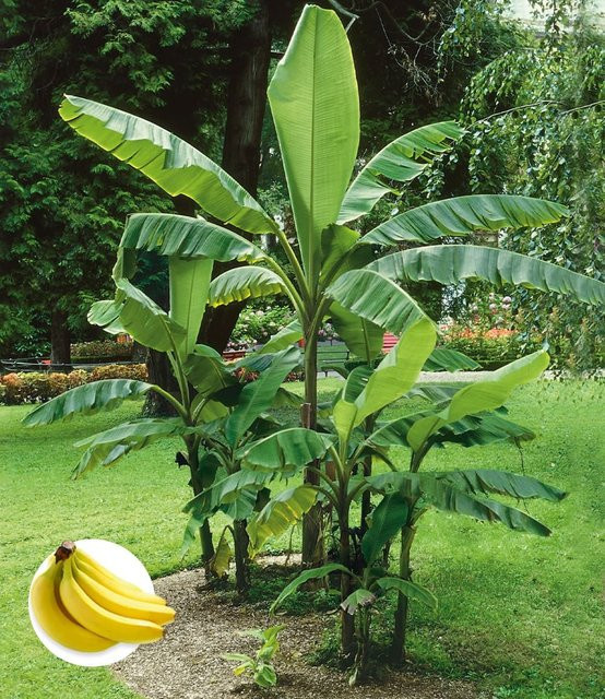 Winterharte Banane in Grün - Bild 1