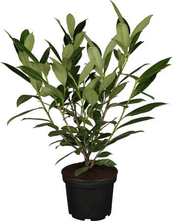 GROW by OBI Kirschlorbeer Caucasica Prunus als Heckenpflanze, grün mit weißen Blüten, Höhe: 40 - 60 cm