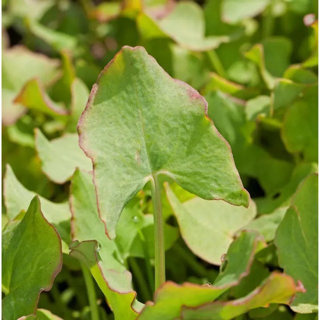 Schild Ampfer Rumex scutatus für den Garten in Silbergrau und Grün - Bild 1