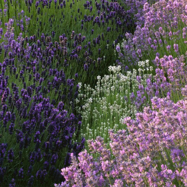 Lavendel-Kollektion 8 mehrjährige Pflanzen für deinen Garten und Balkon von Mein schöner Garten Shop in Weiß, Blau, Rosa und Lila - Bild 1