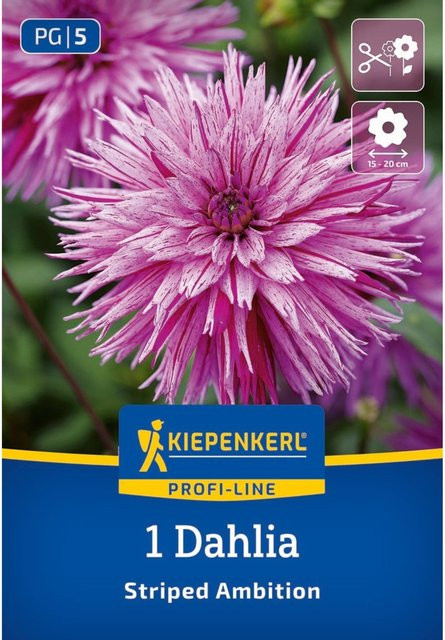 Kiepenkerl Splitt-Dahlie Striped Ambition, 1 Zwiebel, rosa - Bild 1