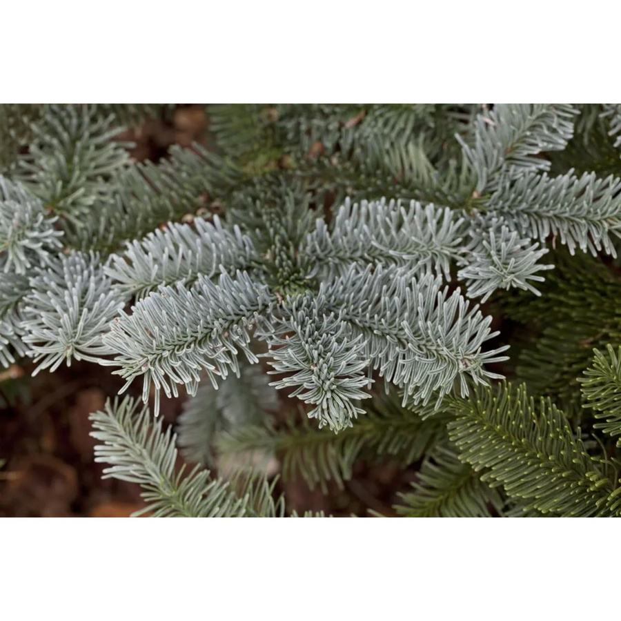 Abies Procera Glauca Edeltanne Blaugrün, 20–30 cm - Bild 2