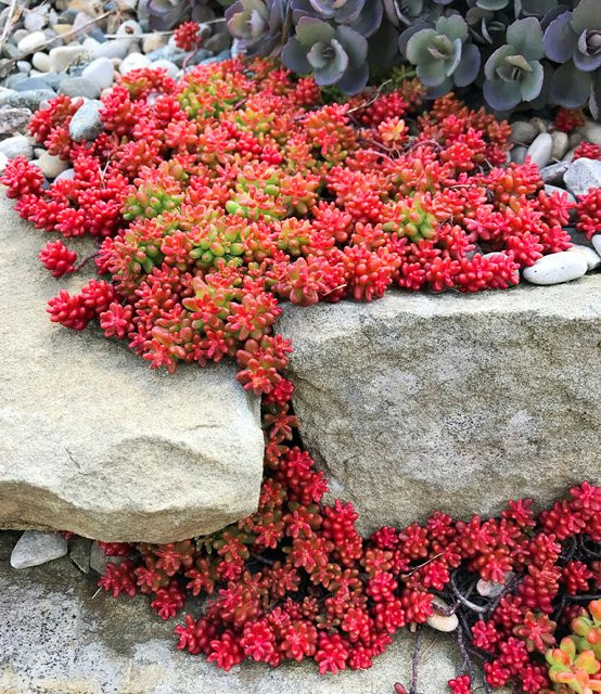 Teppich-Sedum Coral Carpet - Bild 1