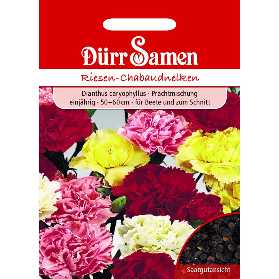 Dürr Gartennelke Prachtmischung Chabaud Einjähriges Saatgut für den Garten - Bild 2