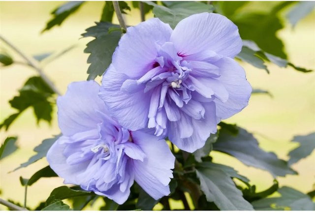 Hibiscus syriacus Garten-Eibisch Blue Chiffon von Pflanzen für dich, pflegeleichte Gartenpflanze für Beet, Hecke oder Terrasse, Höhe: 60-80 cm - Bild 1